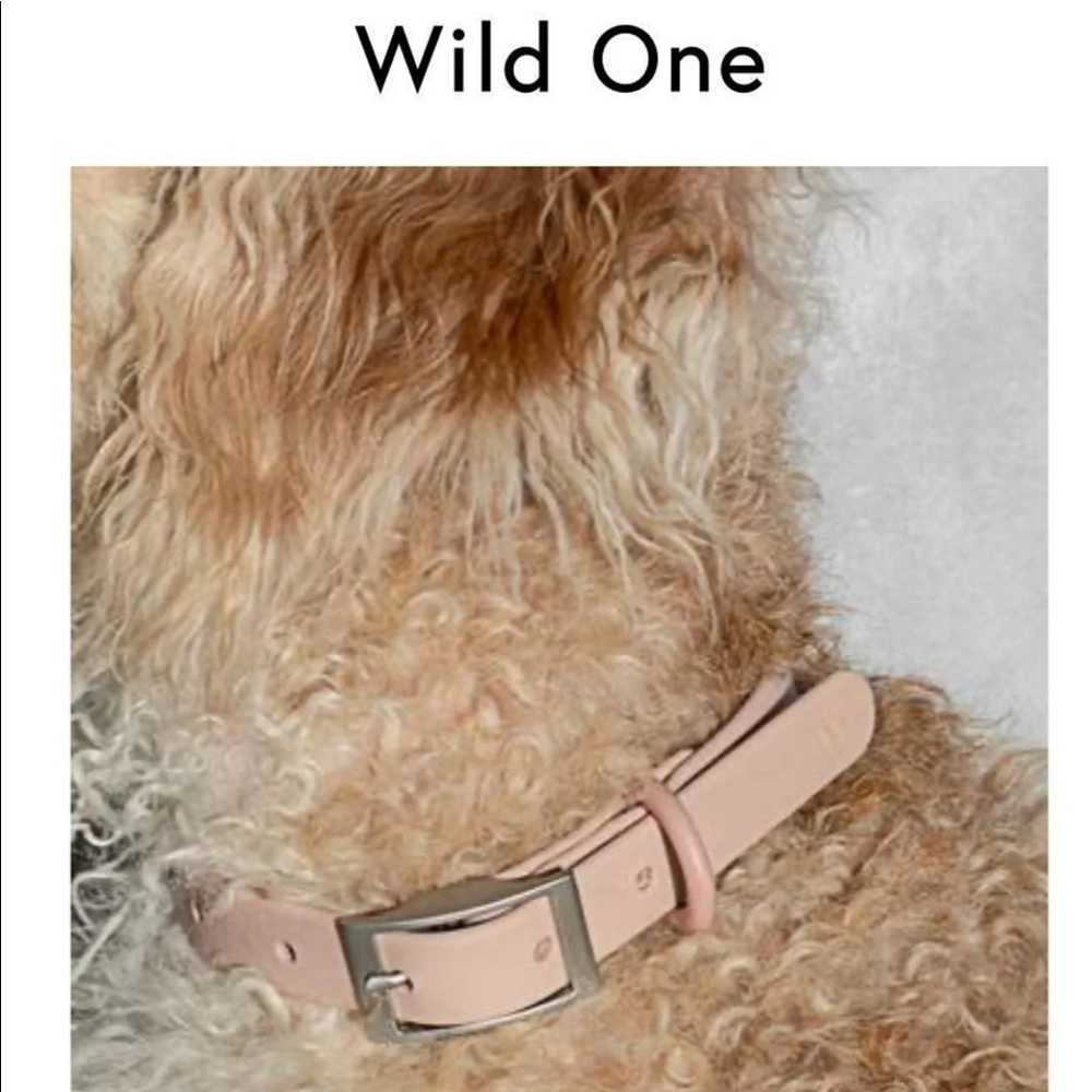 Wild one Dog Collar blush pink  ..🐶like new SMALL
8" - 12"  (20-30cm)